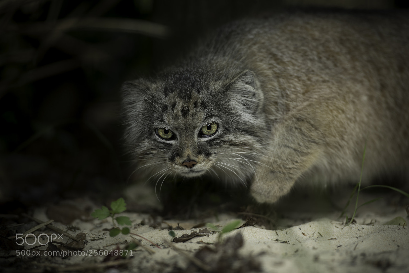 Nikon D5 sample photo. Pallas cat photography