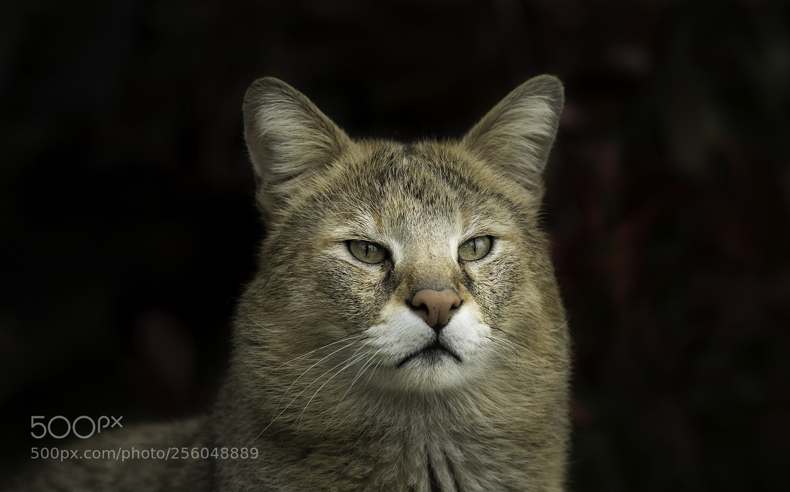 Nikon D5 sample photo. Jungle cat photography