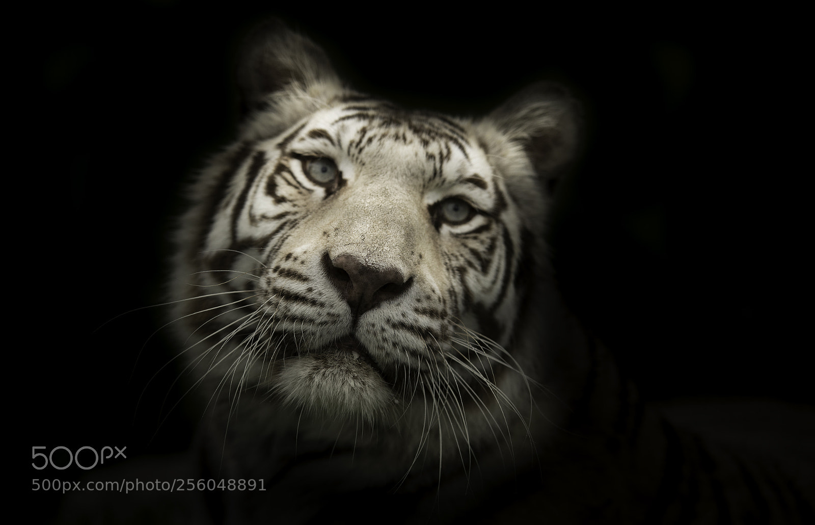 Nikon D5 sample photo. White tiger photography
