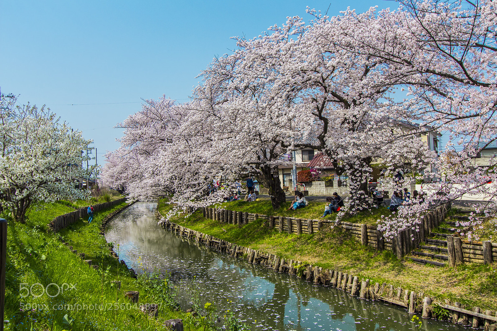 Canon EOS 700D (EOS Rebel T5i / EOS Kiss X7i) sample photo. Hikawa jinja photography