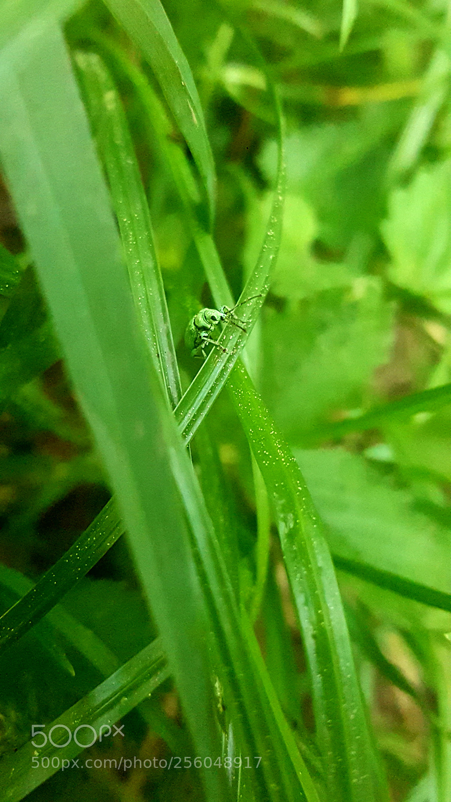 Samsung Galaxy Note5 sample photo. Untitled photography