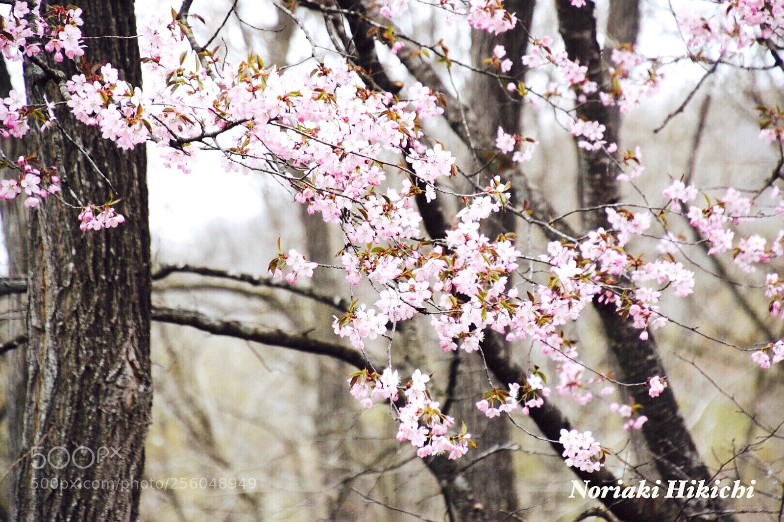 Nikon D5300 sample photo. Untitled photography