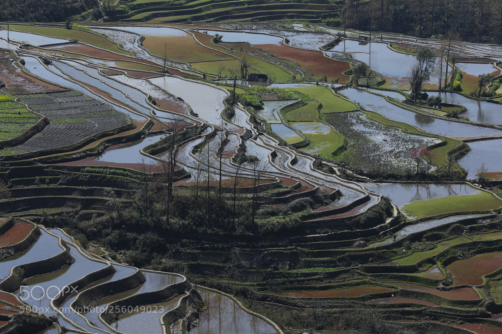 Canon EOS 5D Mark IV sample photo. Yuanyang tarrace rice fields photography