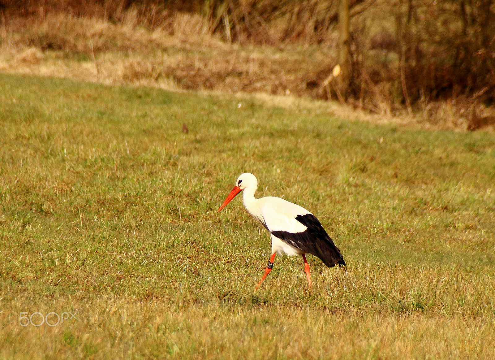 Canon EOS 600D (Rebel EOS T3i / EOS Kiss X5) + Sigma 18-250mm F3.5-6.3 DC OS HSM sample photo. Stork stork photography