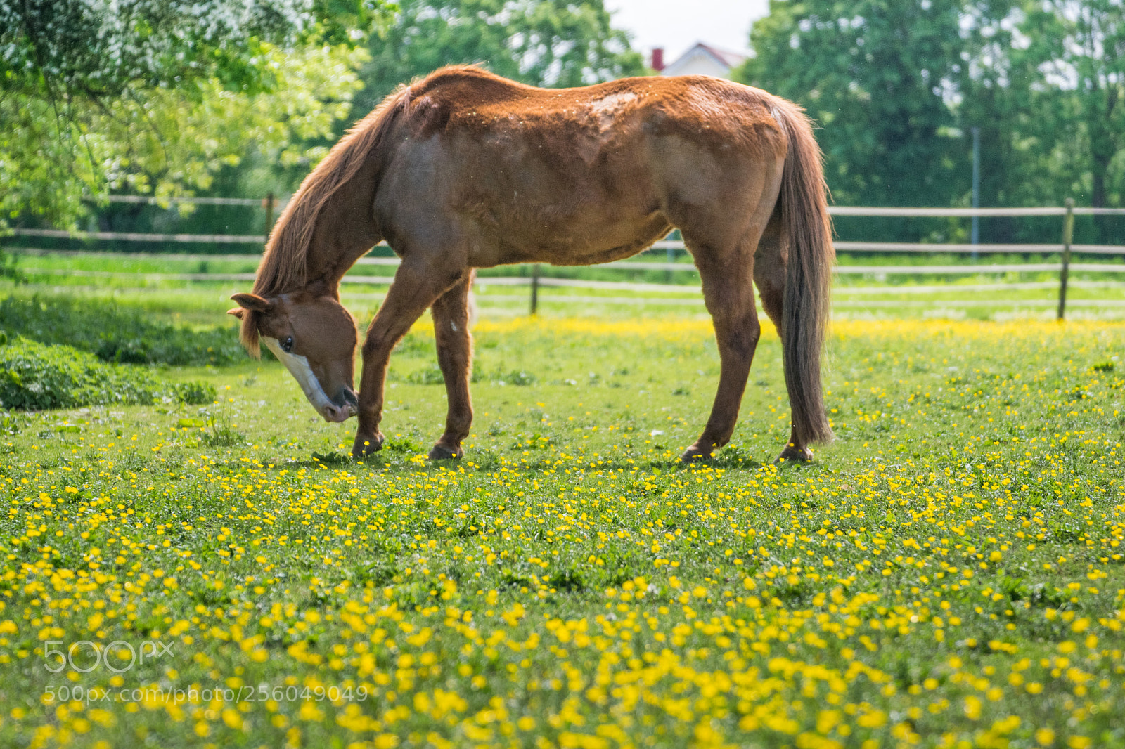 Nikon D3300 sample photo. Spring horse photography