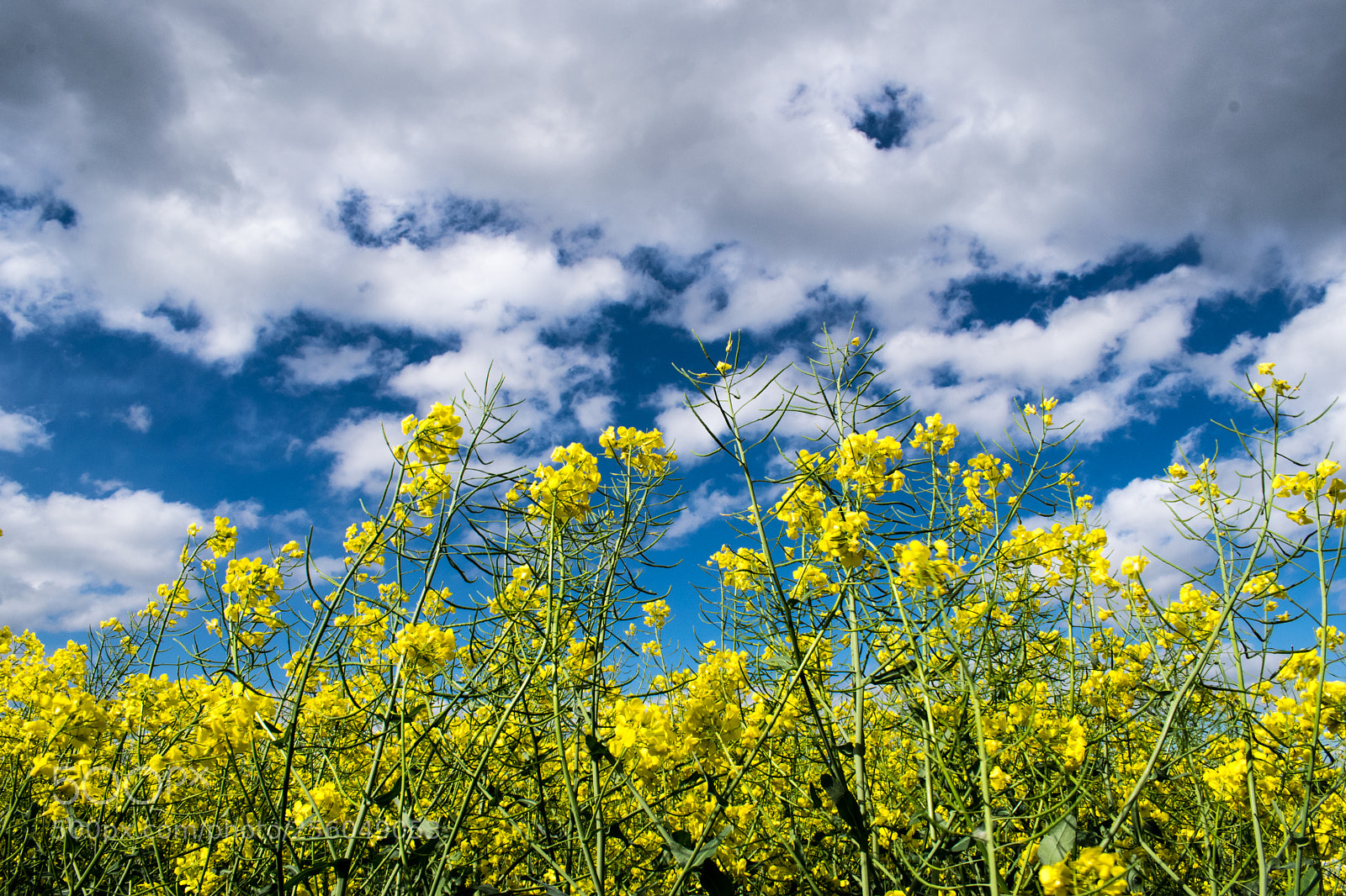 Nikon D3300 sample photo. Rape and clouds photography