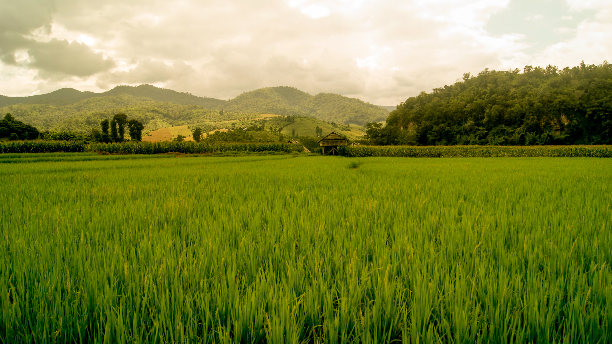 Sony Alpha DSLR-A330 sample photo. Tailândia photography