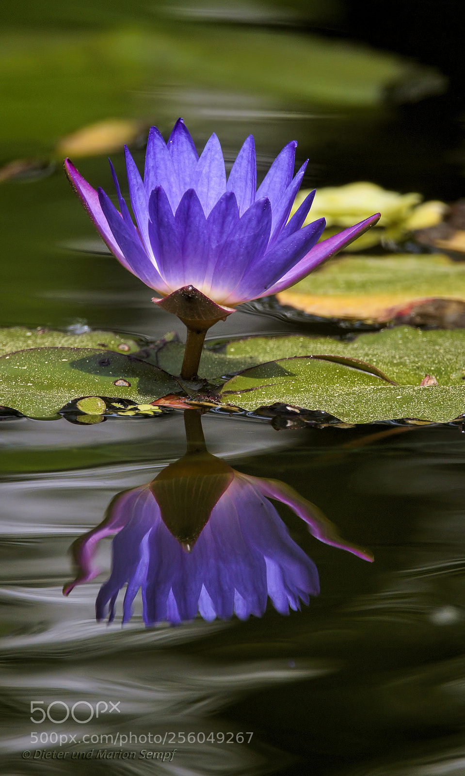 Sony SLT-A77 sample photo. .....nymphaea panama pacific..... photography