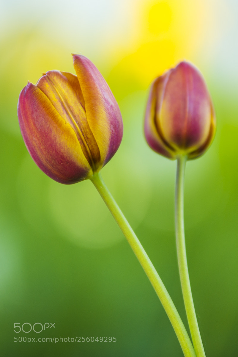 Nikon D610 sample photo. Buddy photography