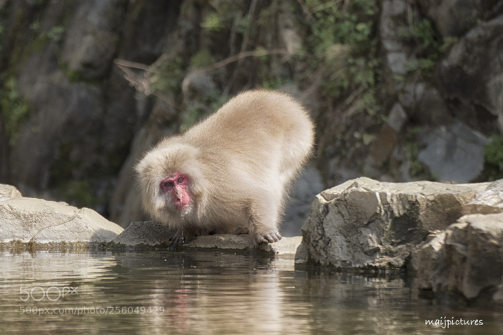 Nikon D750 sample photo. Monkey photography