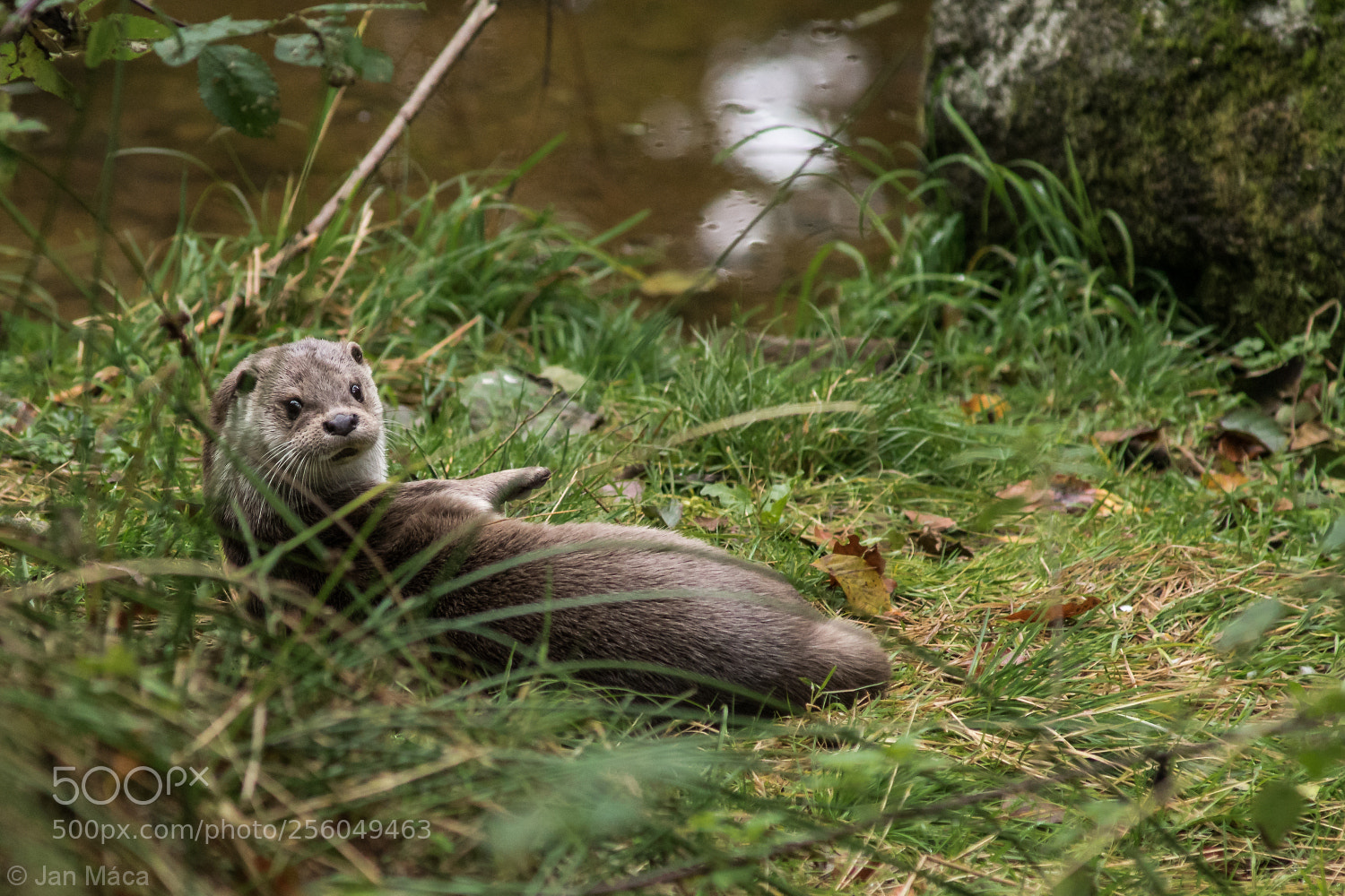 Sony ILCA-77M2 sample photo. Surprised eurasian otter lutra photography