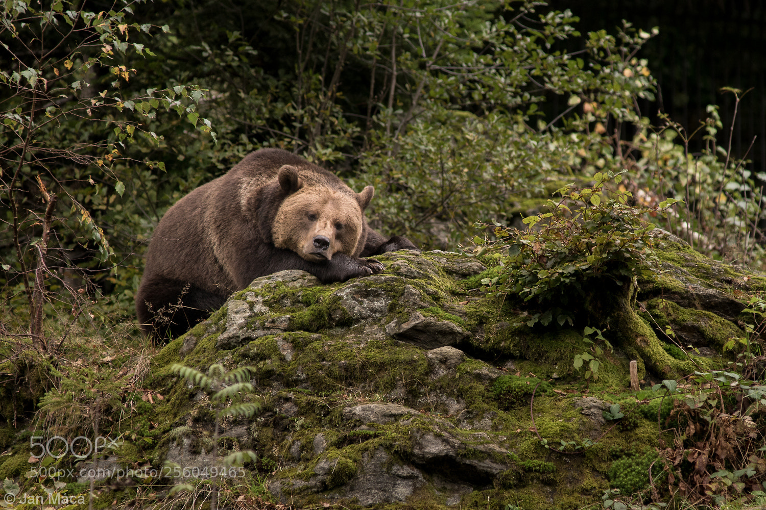 Sony ILCA-77M2 sample photo. Tired brown bear ursus photography
