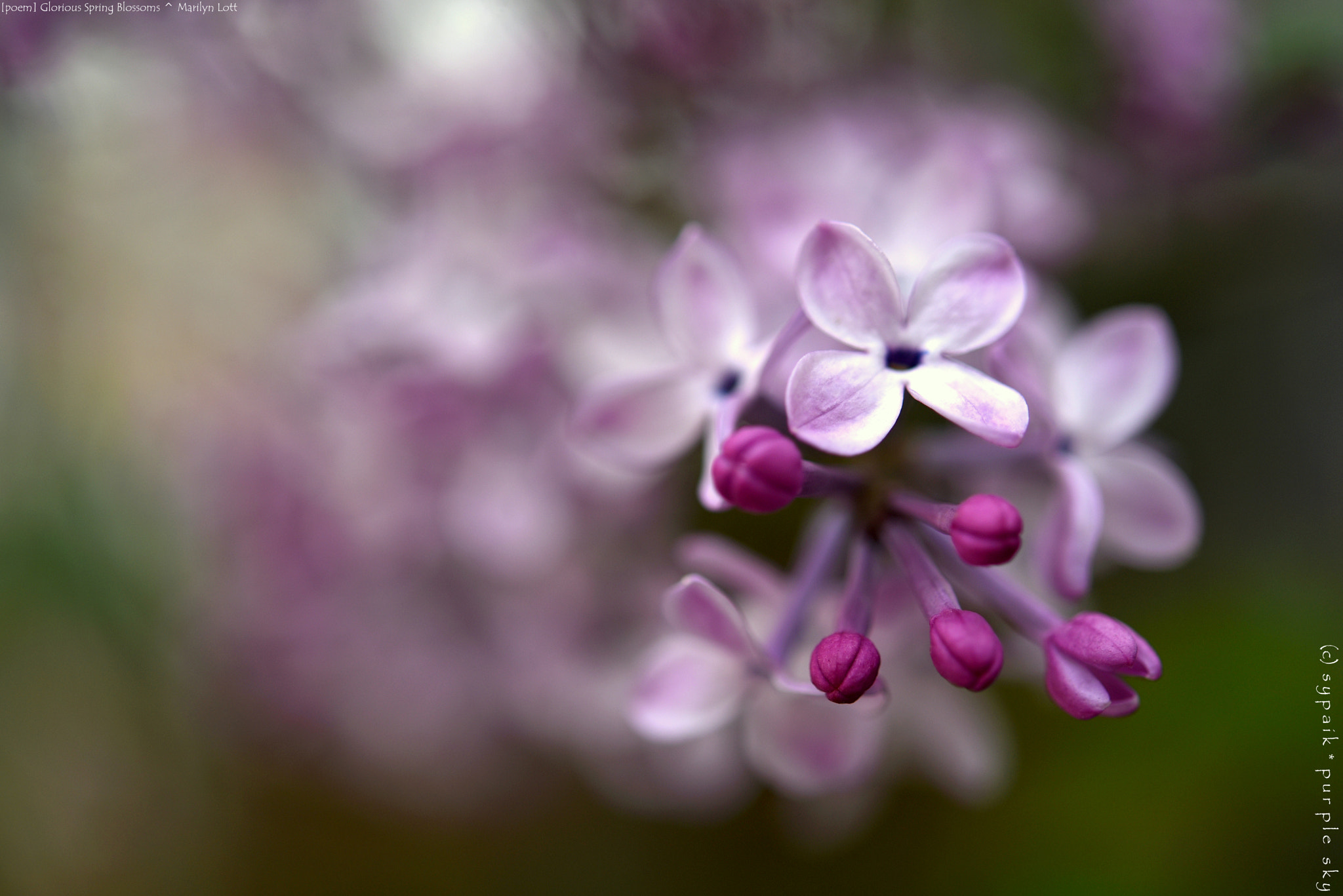 Nikon AF-S Micro-Nikkor 60mm F2.8G ED sample photo. Glorious spring blossoms * photography