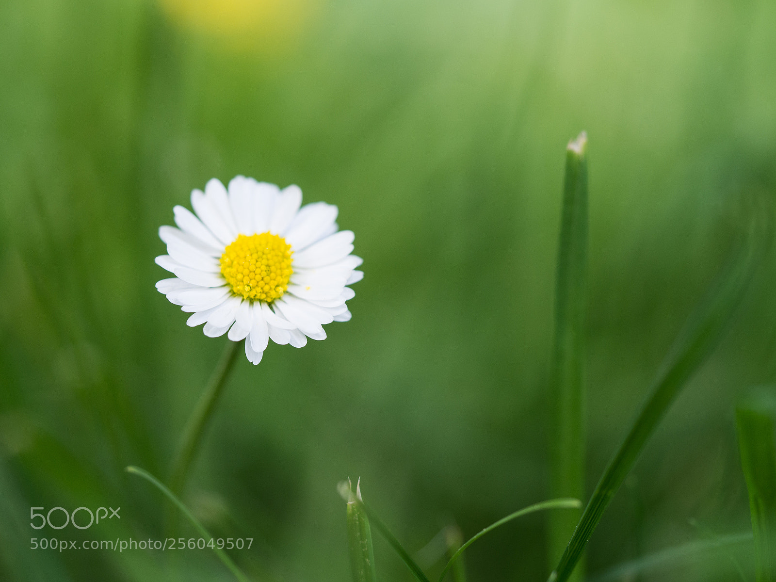 Olympus OM-D E-M10 II sample photo. English daisy (bellis perennis) photography