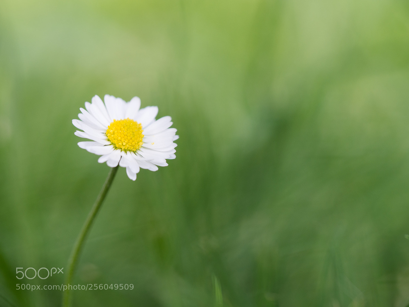 Olympus OM-D E-M10 II sample photo. English daisy (bellis perennis) photography