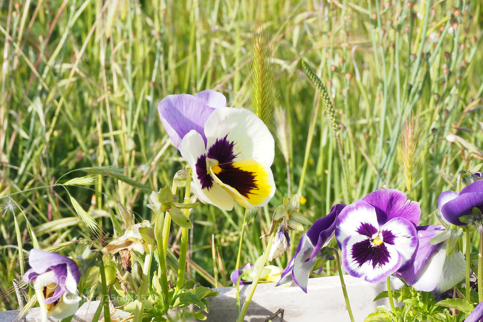 Olympus OM-D E-M10 II sample photo. Pensaments  - pansies photography
