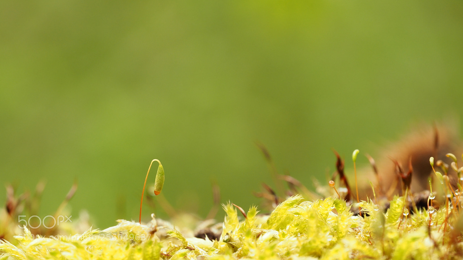 Olympus OM-D E-M5 II sample photo. Micro world... photography