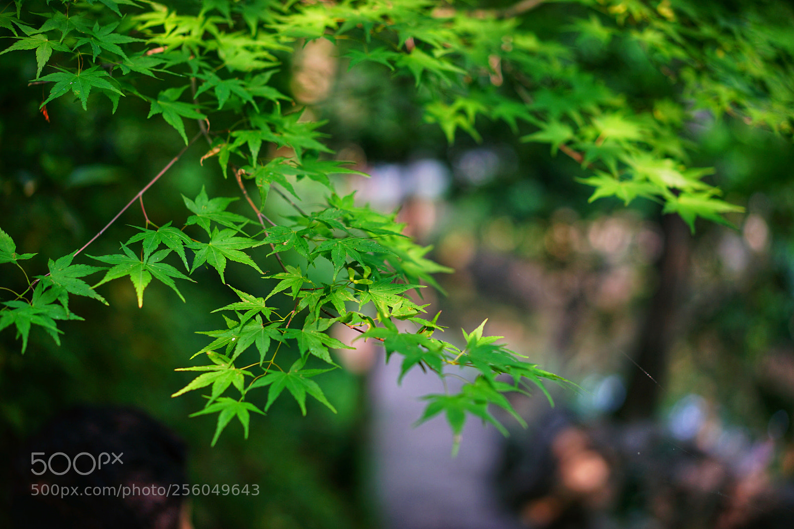 Sony a7 II sample photo. Spring photography