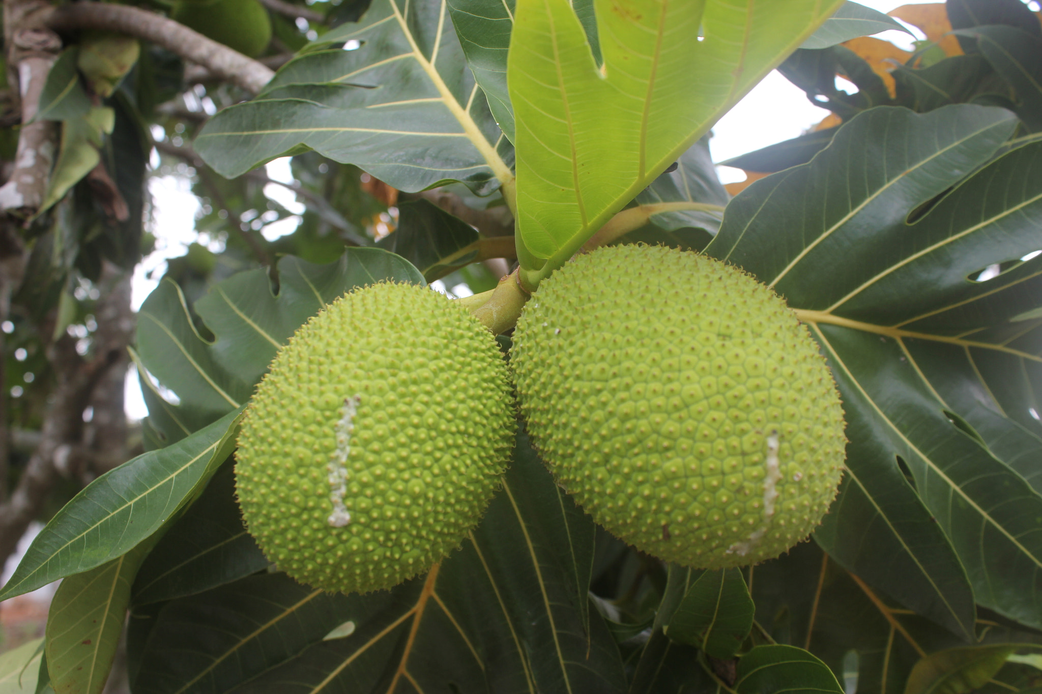 Canon EOS 550D (EOS Rebel T2i / EOS Kiss X4) sample photo. Breadfruit photography