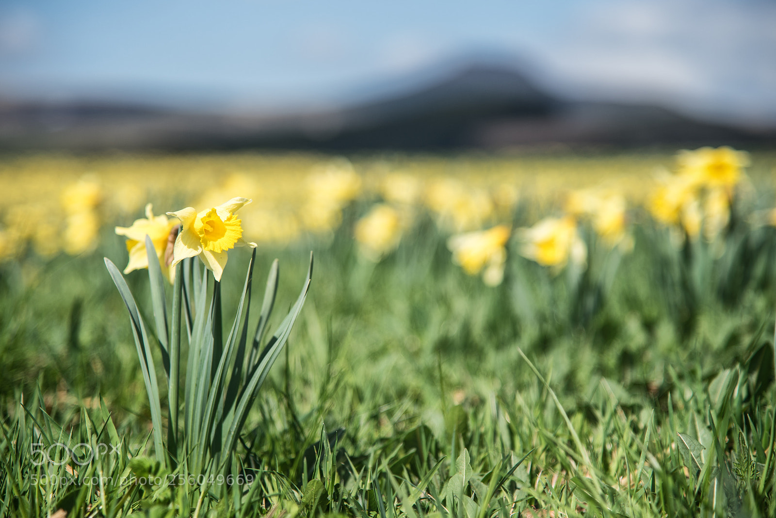 Nikon D750 sample photo. Modifier photography
