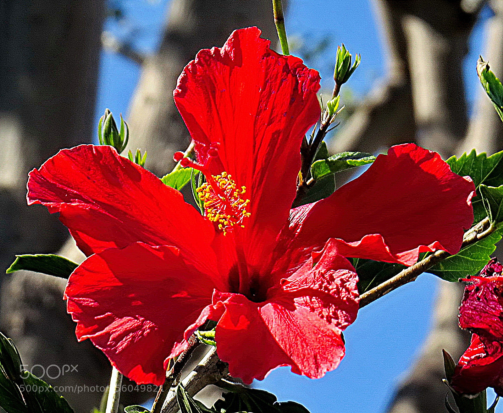 Canon PowerShot SX50 HS sample photo. A red hibiscus flower photography
