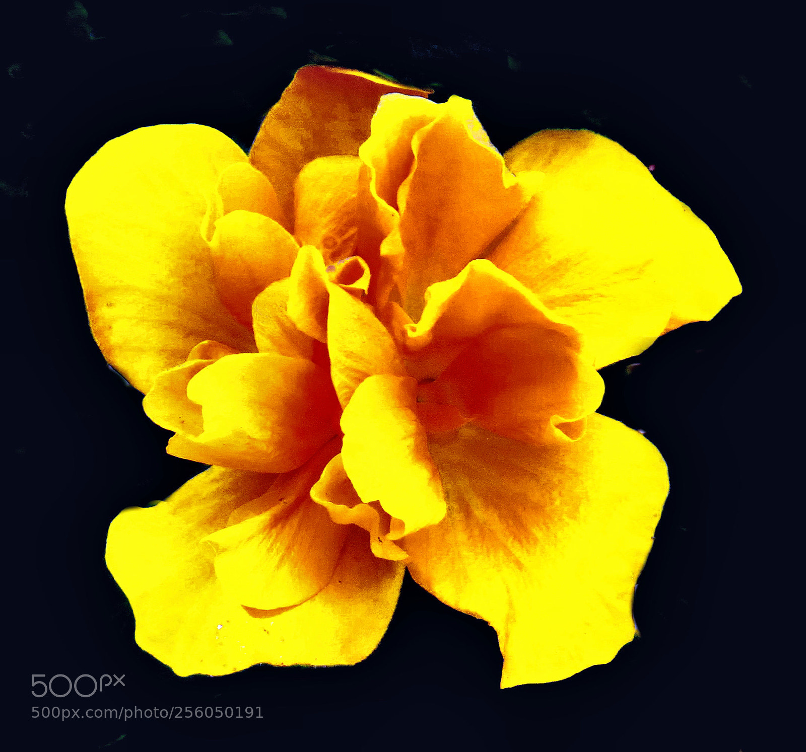 Canon PowerShot SX50 HS sample photo. Gold flower in the photography