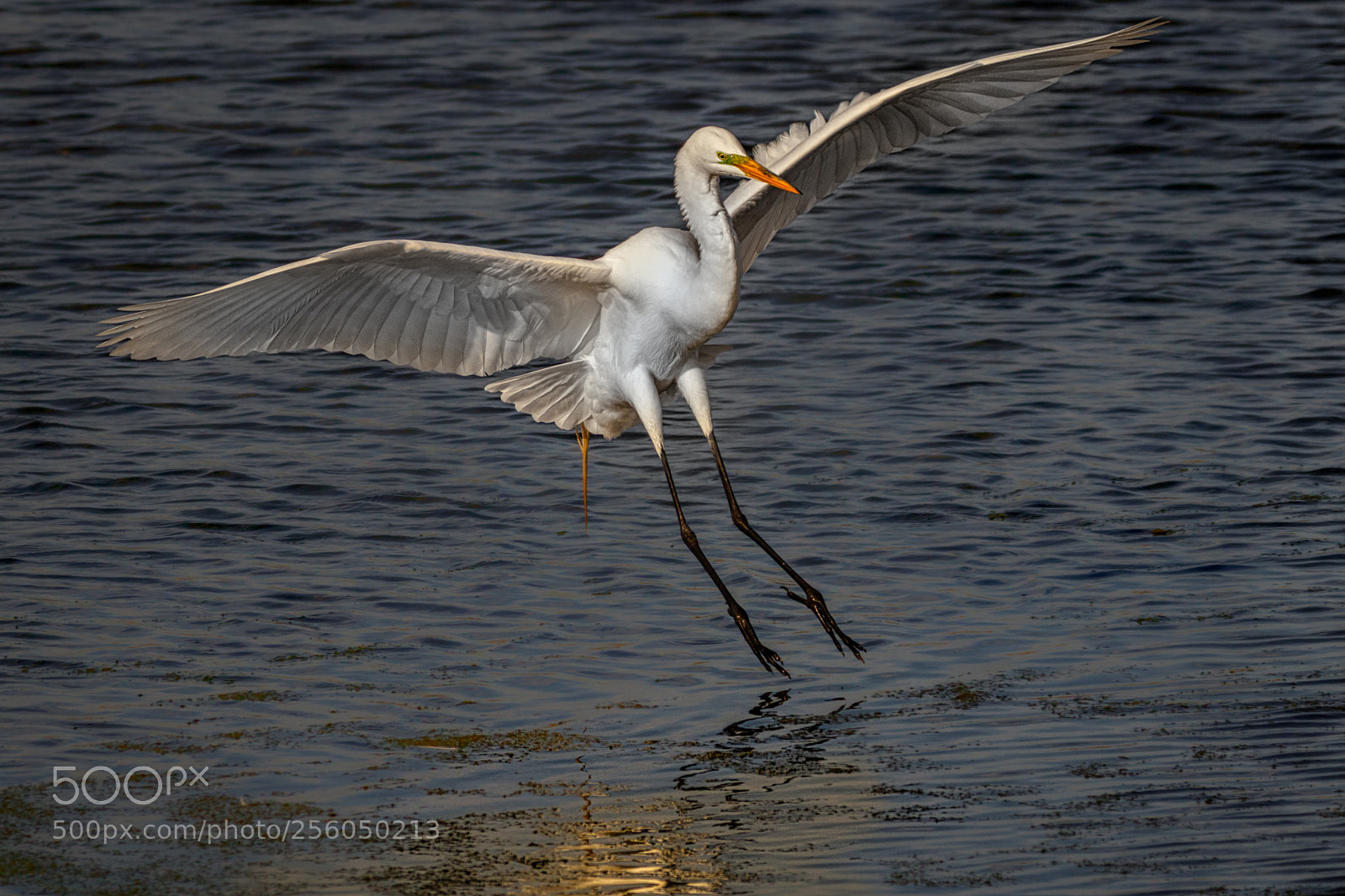 Canon EOS 7D Mark II sample photo. Touchdown in progress photography