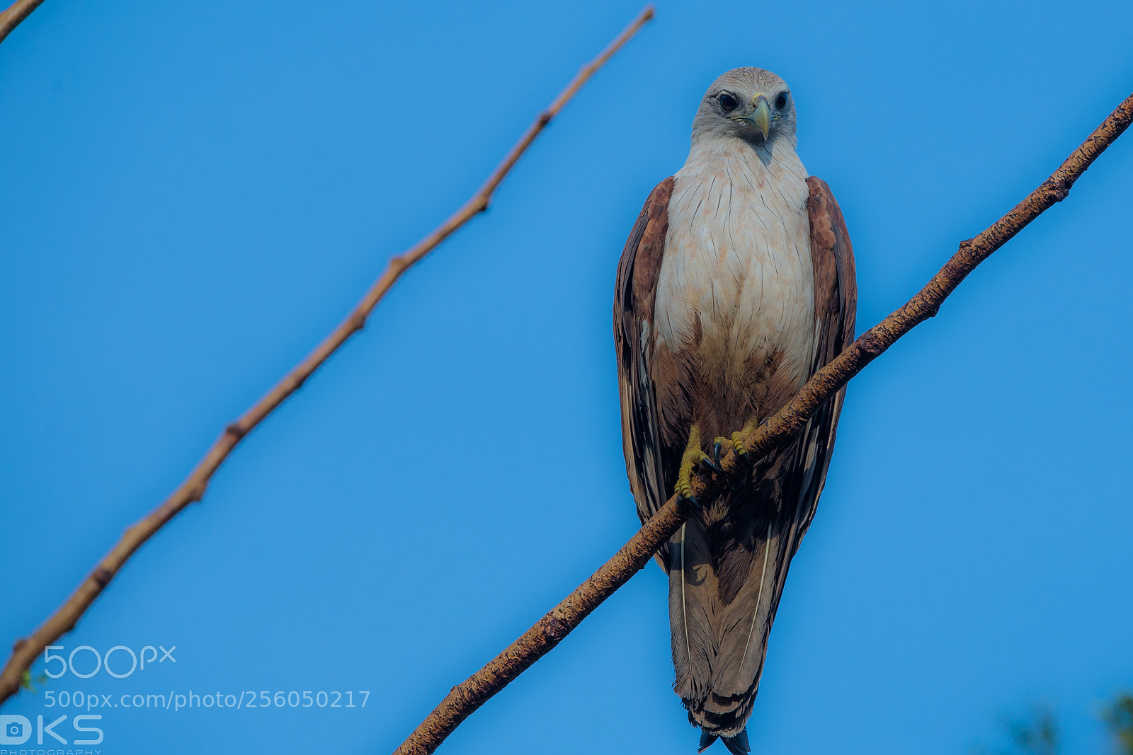 Nikon D610 sample photo. Falcon photography