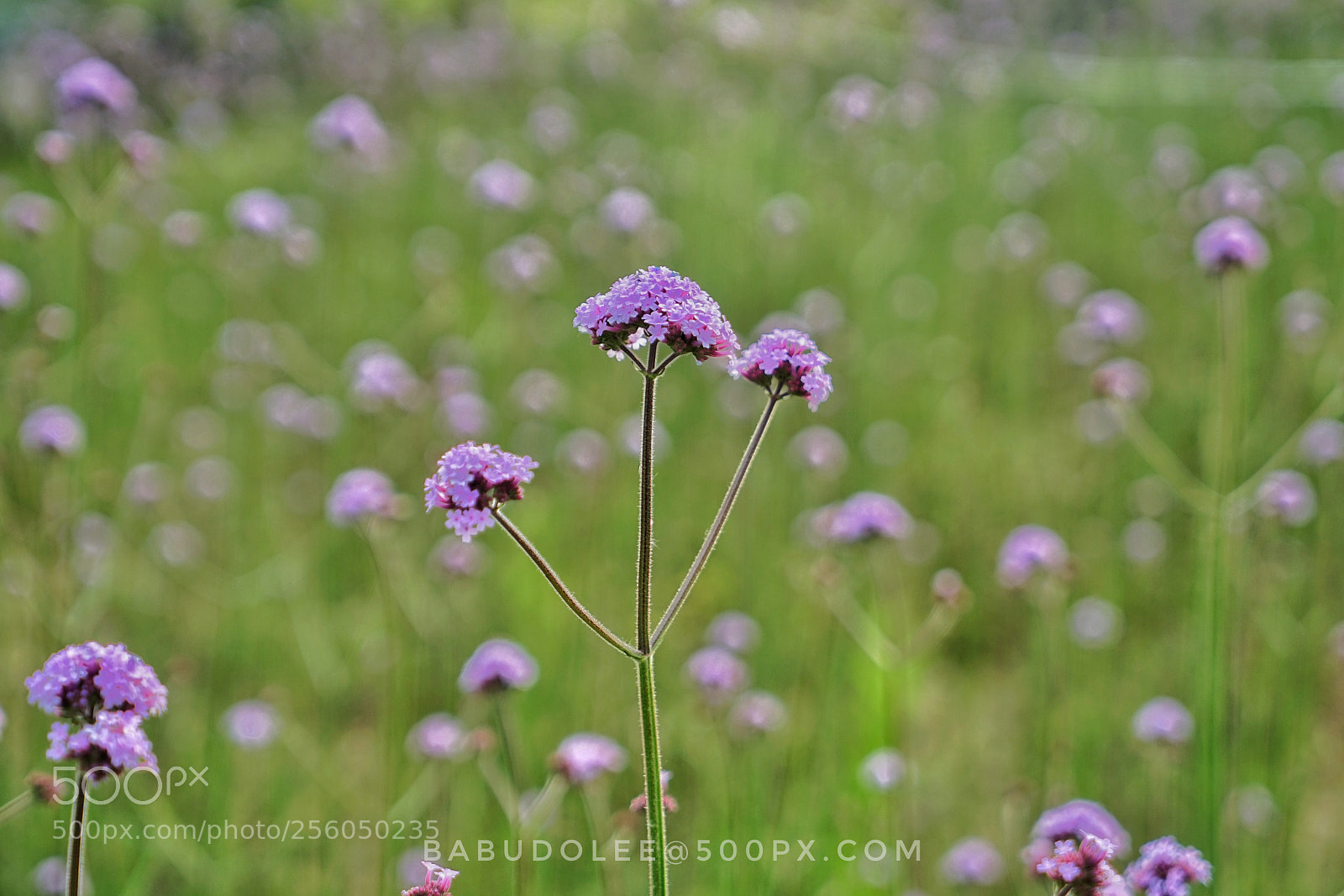 Sony a7 sample photo. Tears of isis verbena photography
