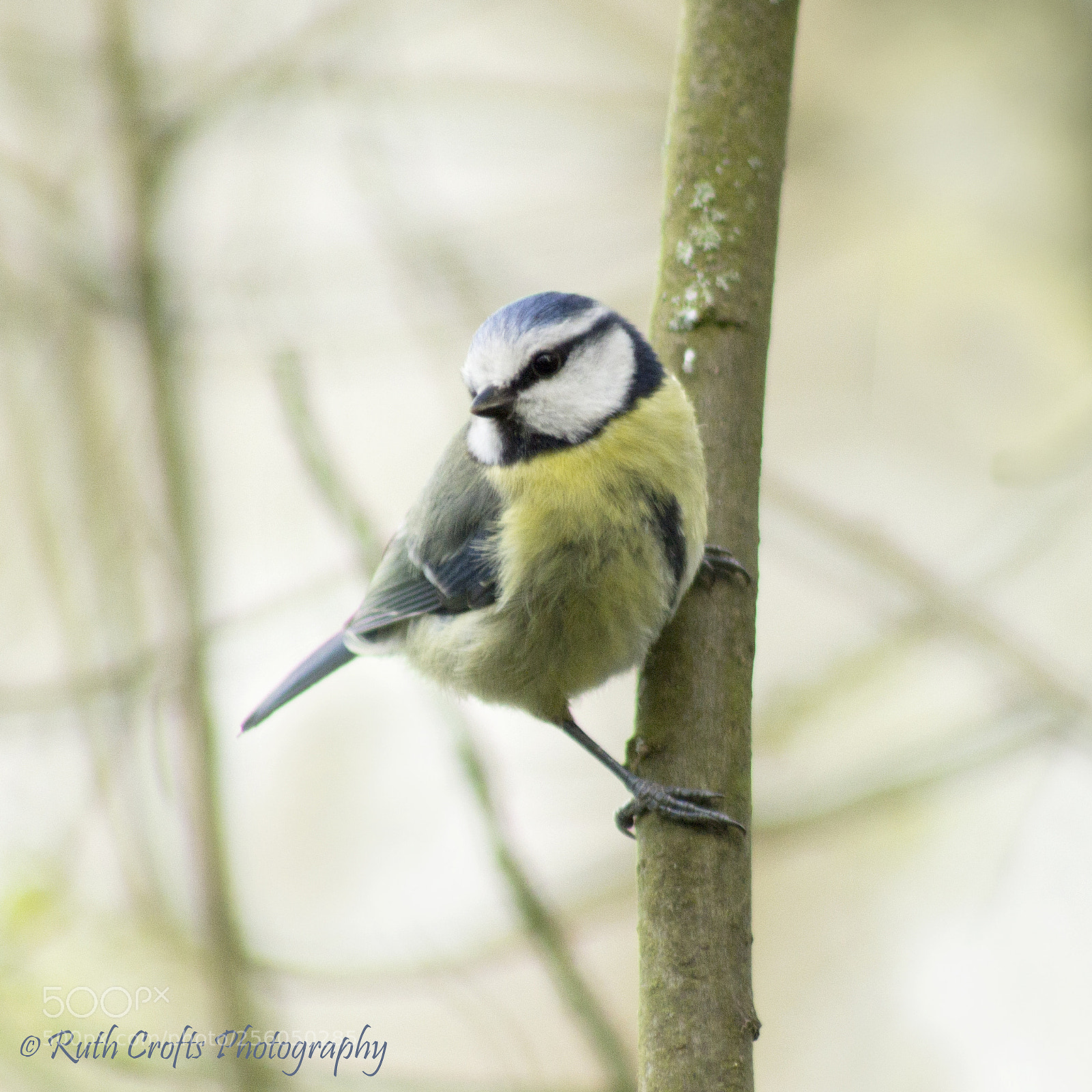 Canon EOS 600D (Rebel EOS T3i / EOS Kiss X5) sample photo. Blue tit photography