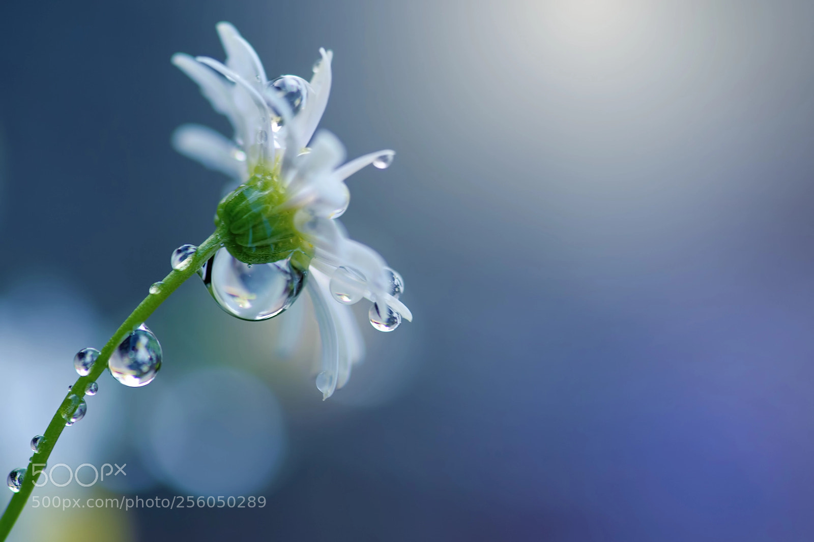 Nikon D5500 sample photo. Water drops on brachyscome photography