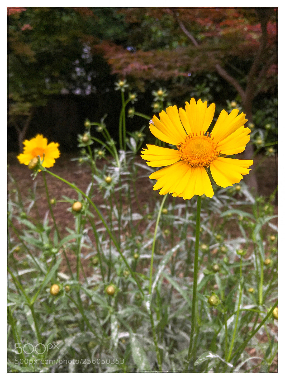 Apple iPhone SE sample photo. 金鸡菊 photography
