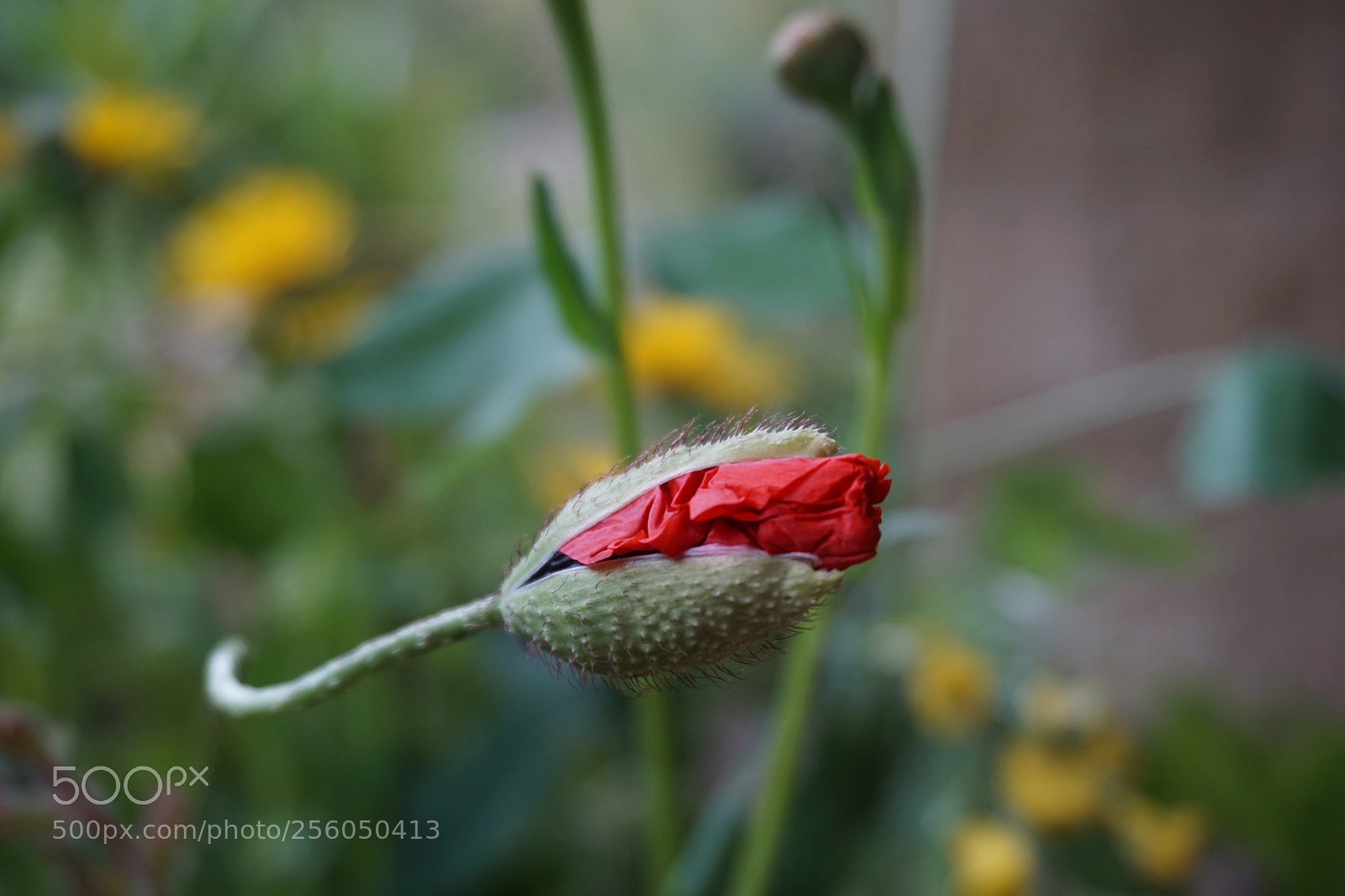 Sony a6000 sample photo. Papavero rosso vivo  photography