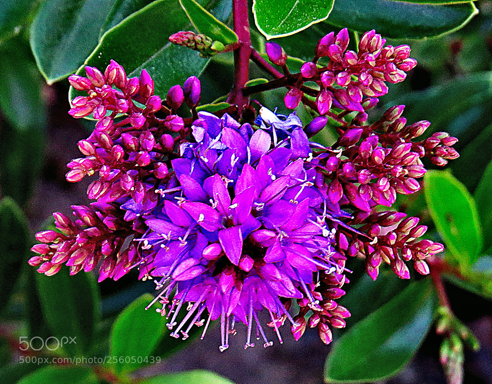 Canon PowerShot SX50 HS sample photo. A purple flower in photography