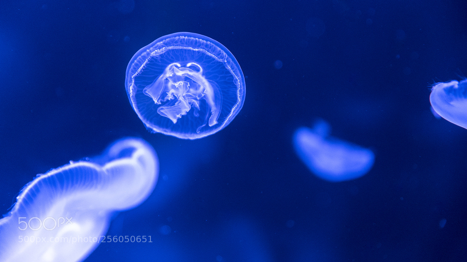 Nikon D750 sample photo. Jelly photography