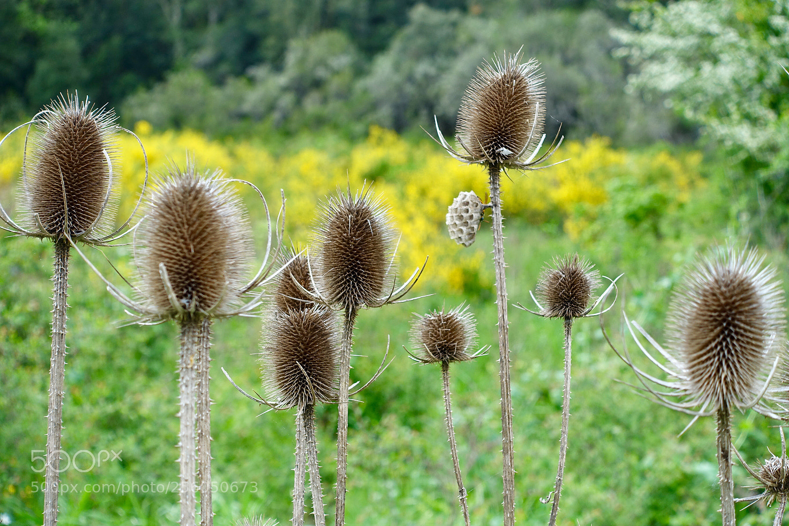 Sony Cyber-shot DSC-RX100 III sample photo. Carduus(dipsacus fullonum) photography