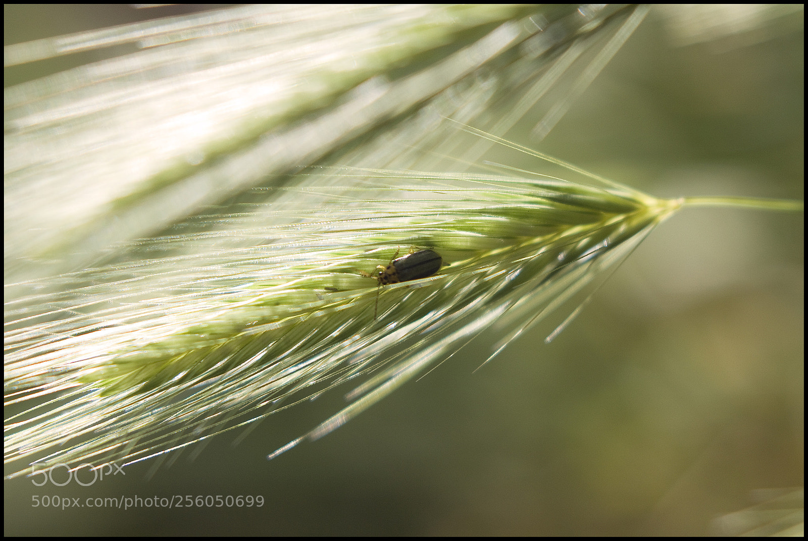 Canon EOS 50D sample photo. Img photography