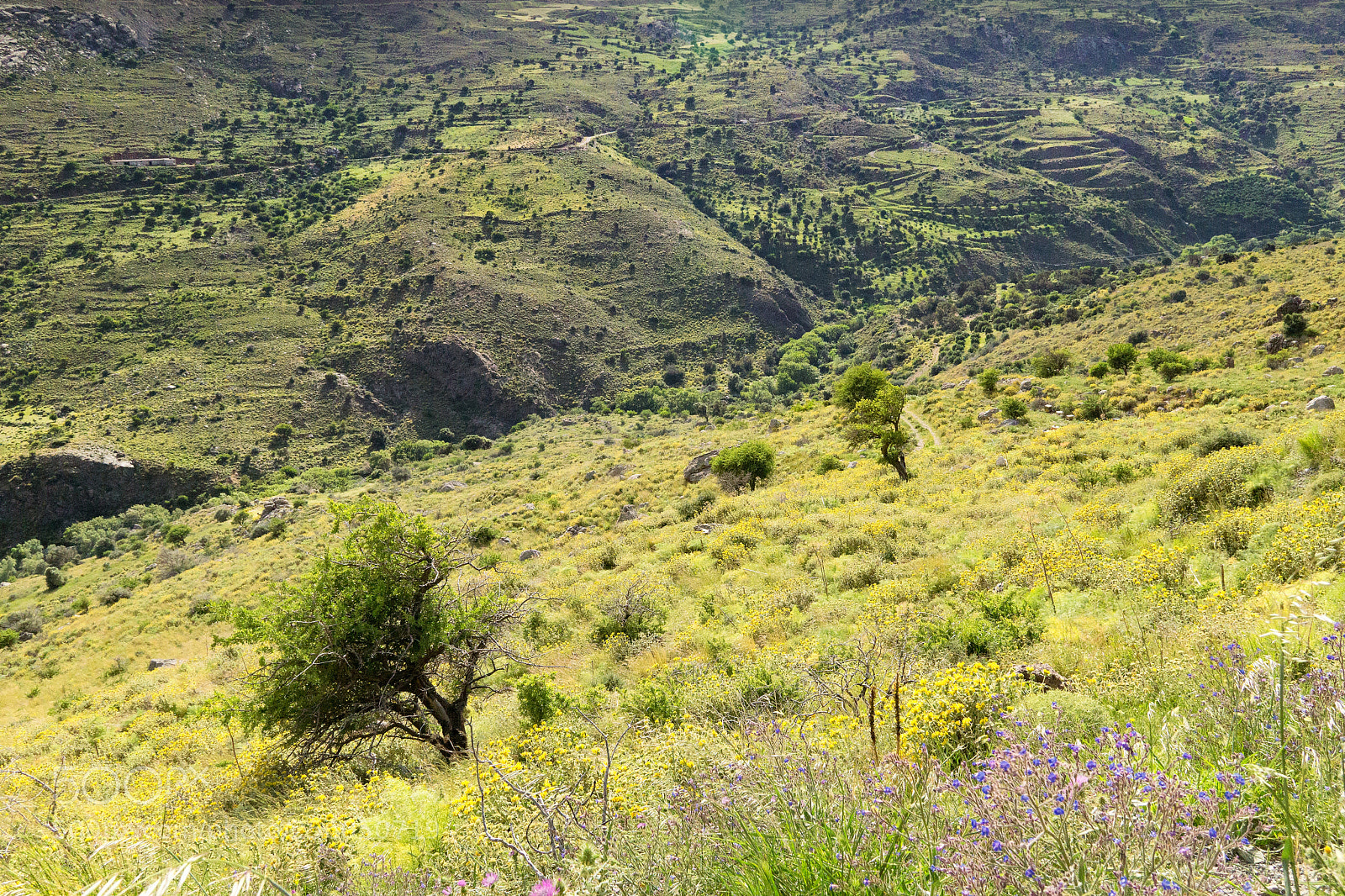 Sony a6000 sample photo. Trees on hill. photography
