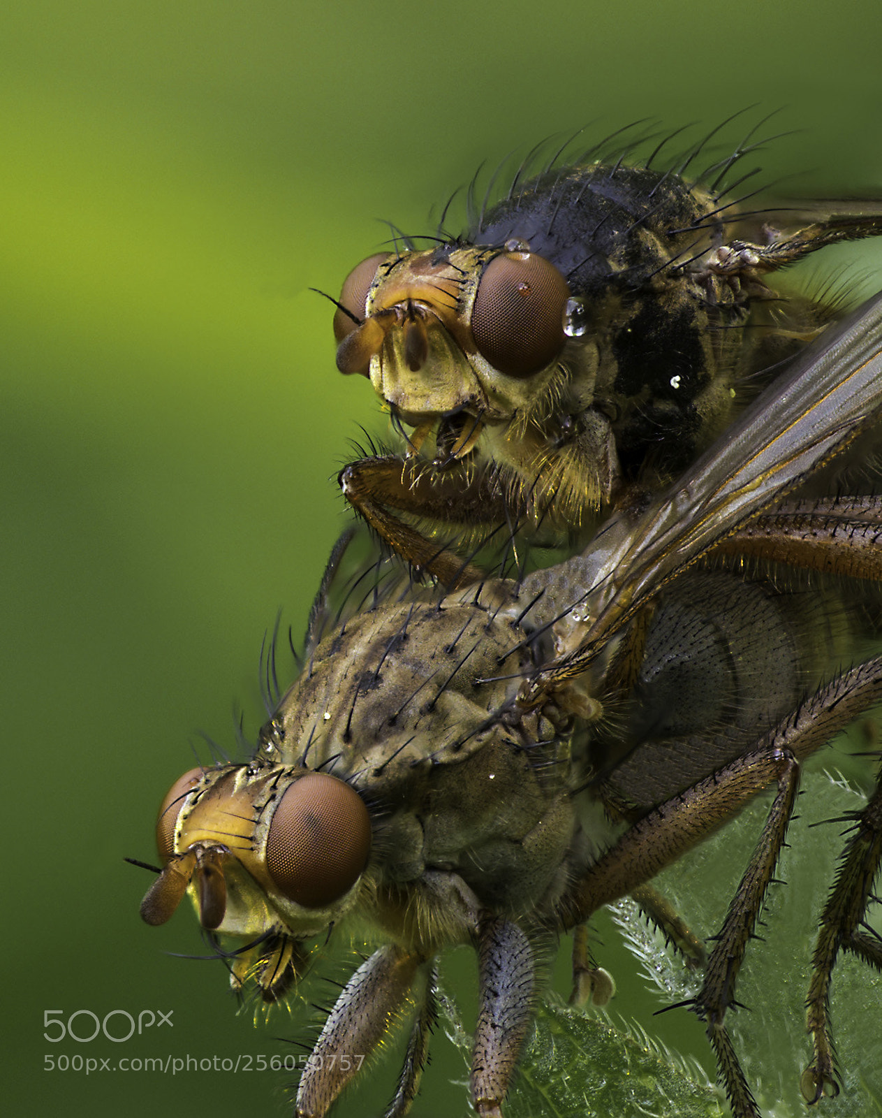 Olympus OM-D E-M1 Mark II sample photo. Scathophaga stercoraria photography