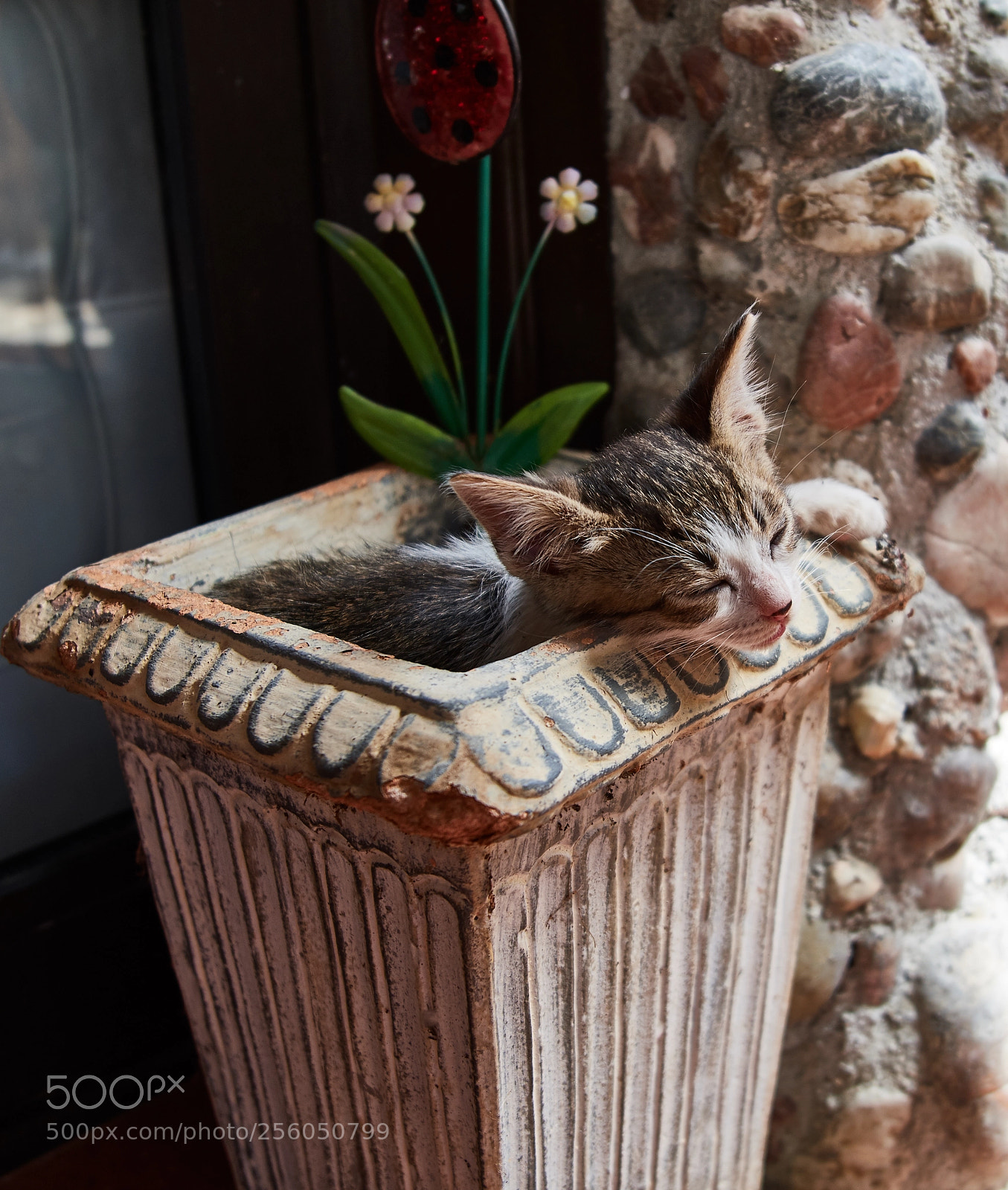 Nikon D500 sample photo. Growing kittens photography