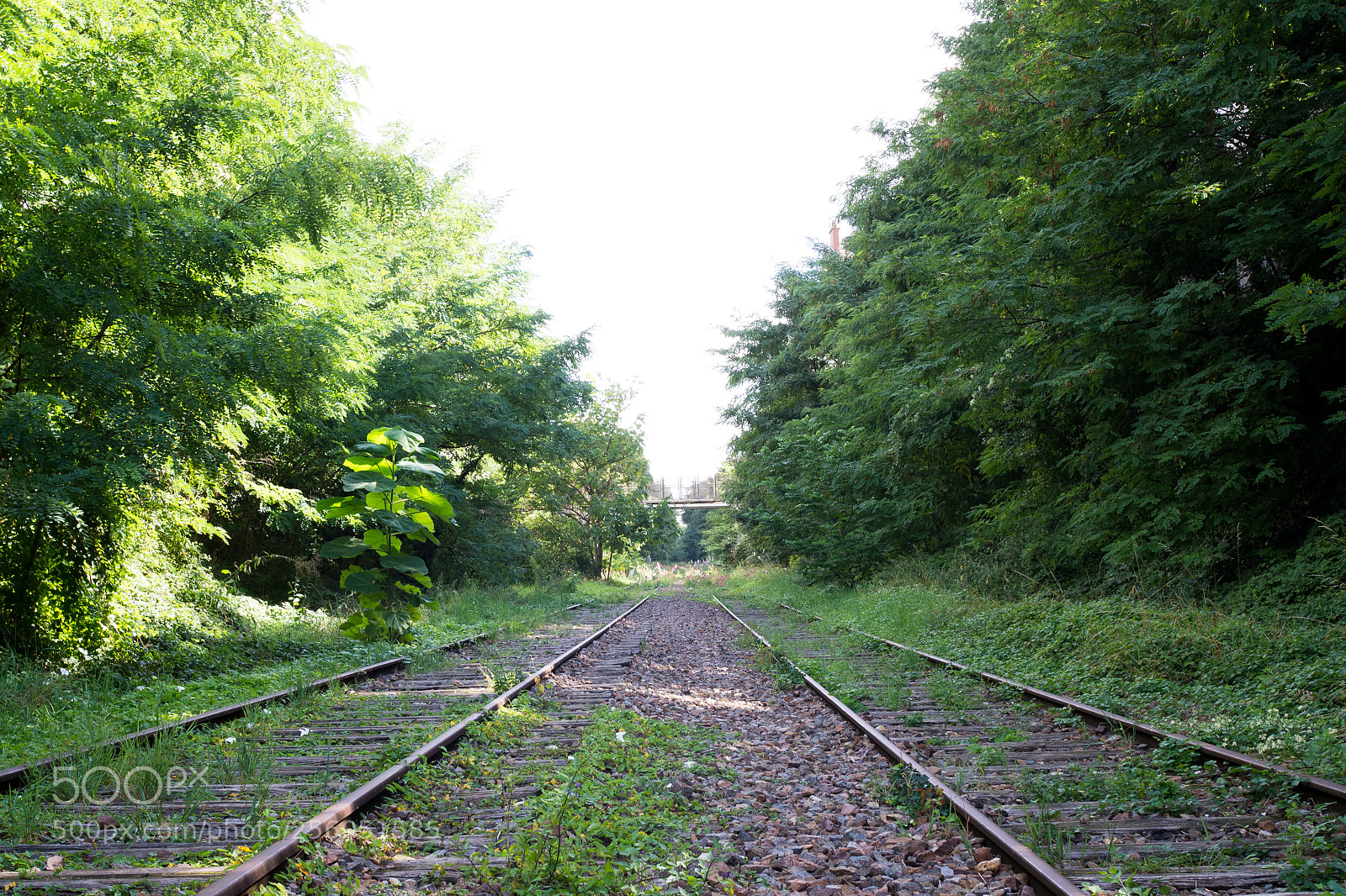 Olympus OM-D E-M10 sample photo. La petite ceinture photography