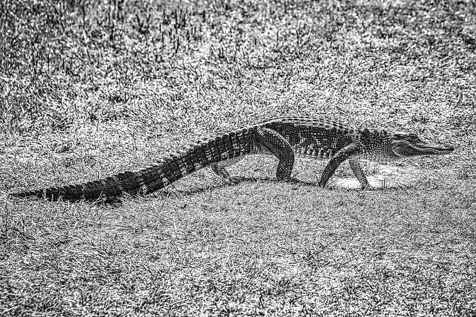 Nikon D7200 sample photo. Later gator. photography