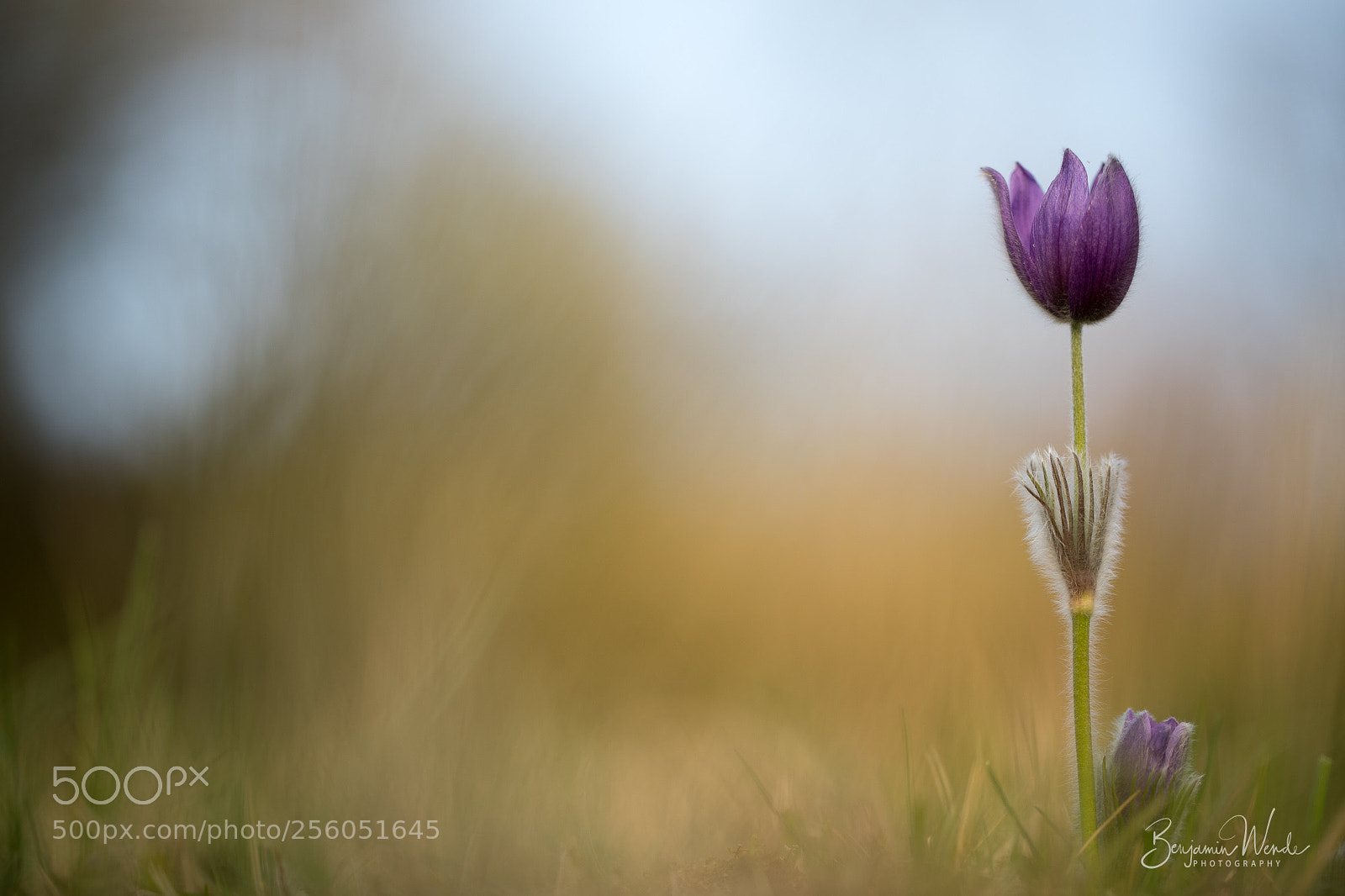 Canon EOS 5D Mark IV sample photo. Pasque flower photography