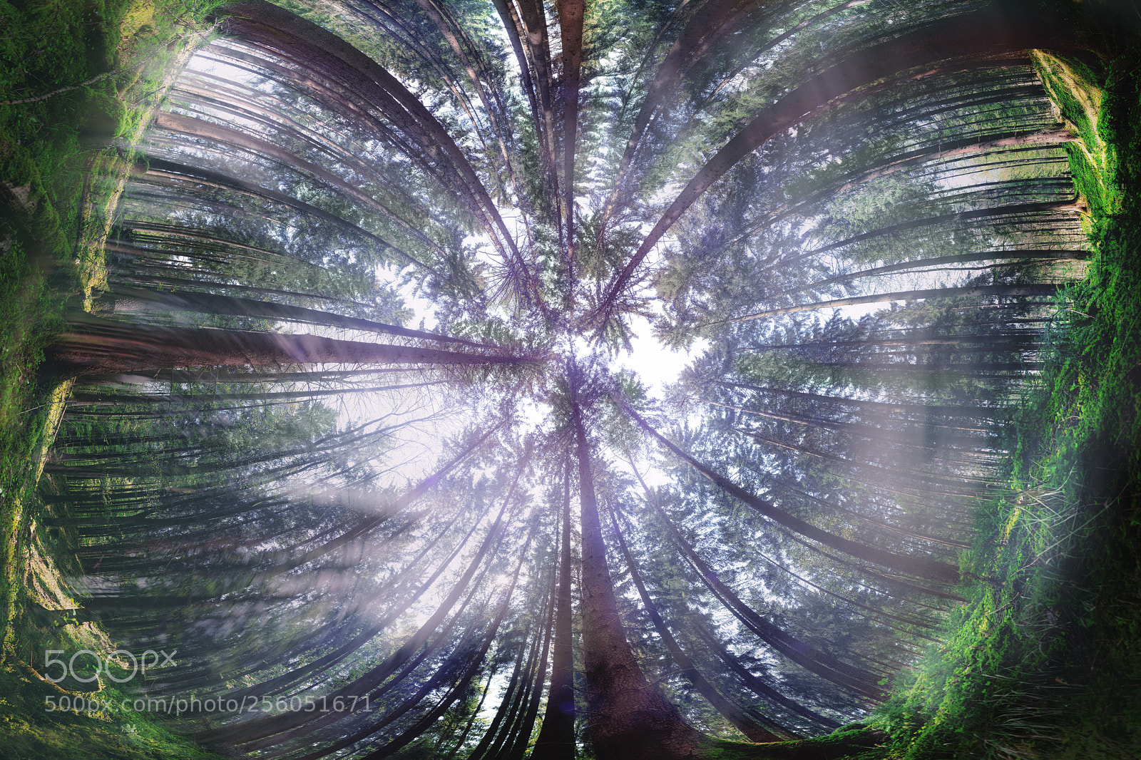 Nikon D750 sample photo. Surreal forest photography