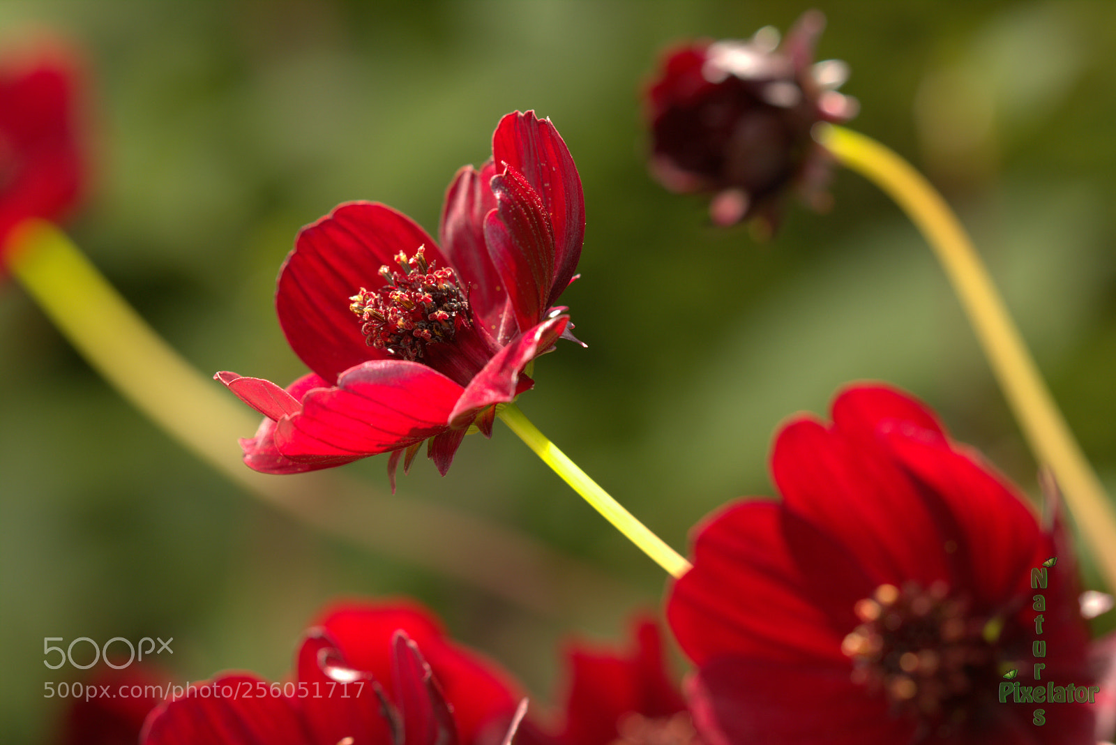 Canon EOS 750D (EOS Rebel T6i / EOS Kiss X8i) sample photo. Chocolate on a stem ? photography
