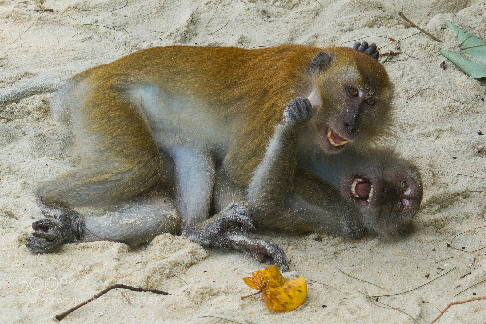 Nikon D7100 sample photo. Monkey's kidding photography