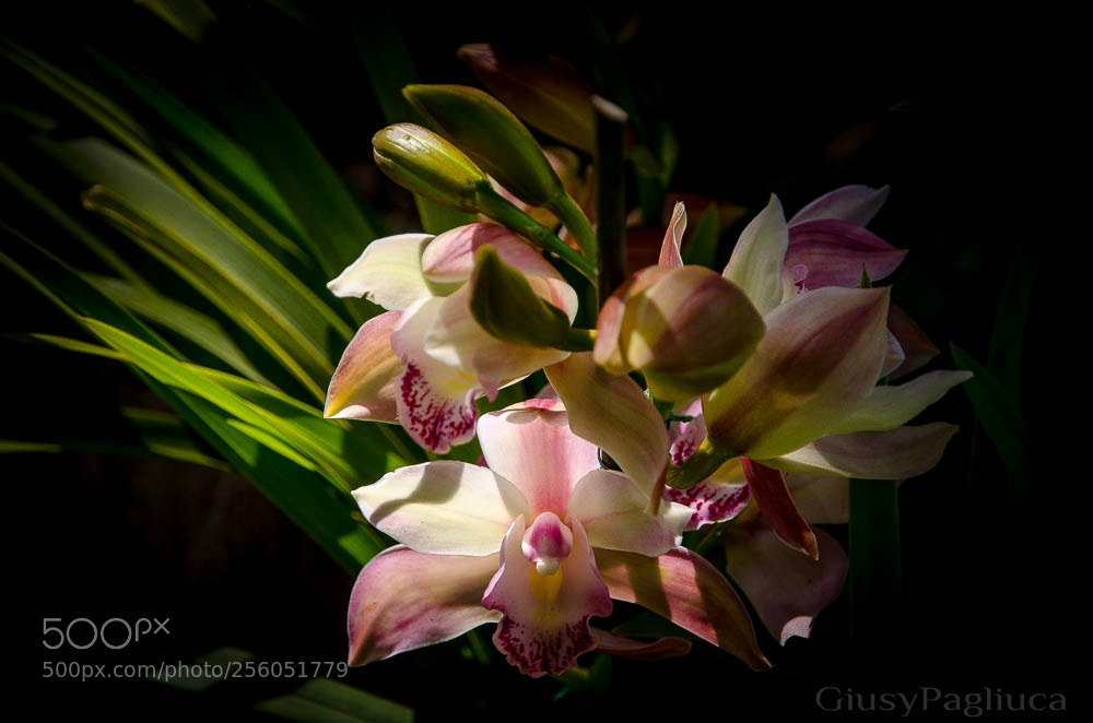 Nikon D7000 sample photo. 13042018-_gpa1439-22.jpg photography