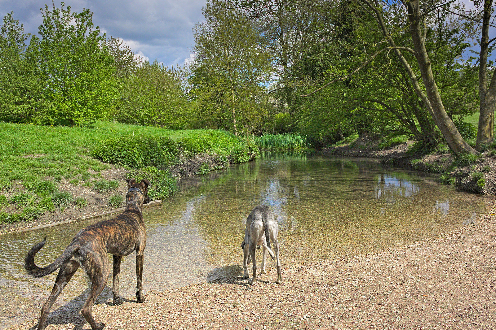 Nikon 1 V2 sample photo. River running through aston clinton park photography