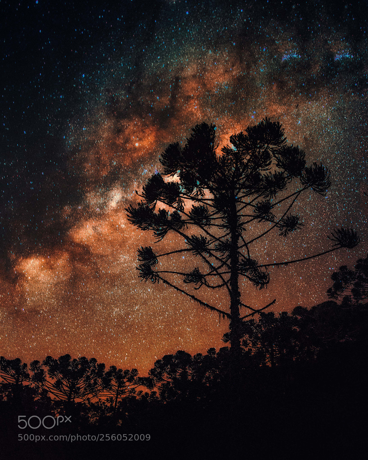 Nikon D7000 sample photo. Milk way photography