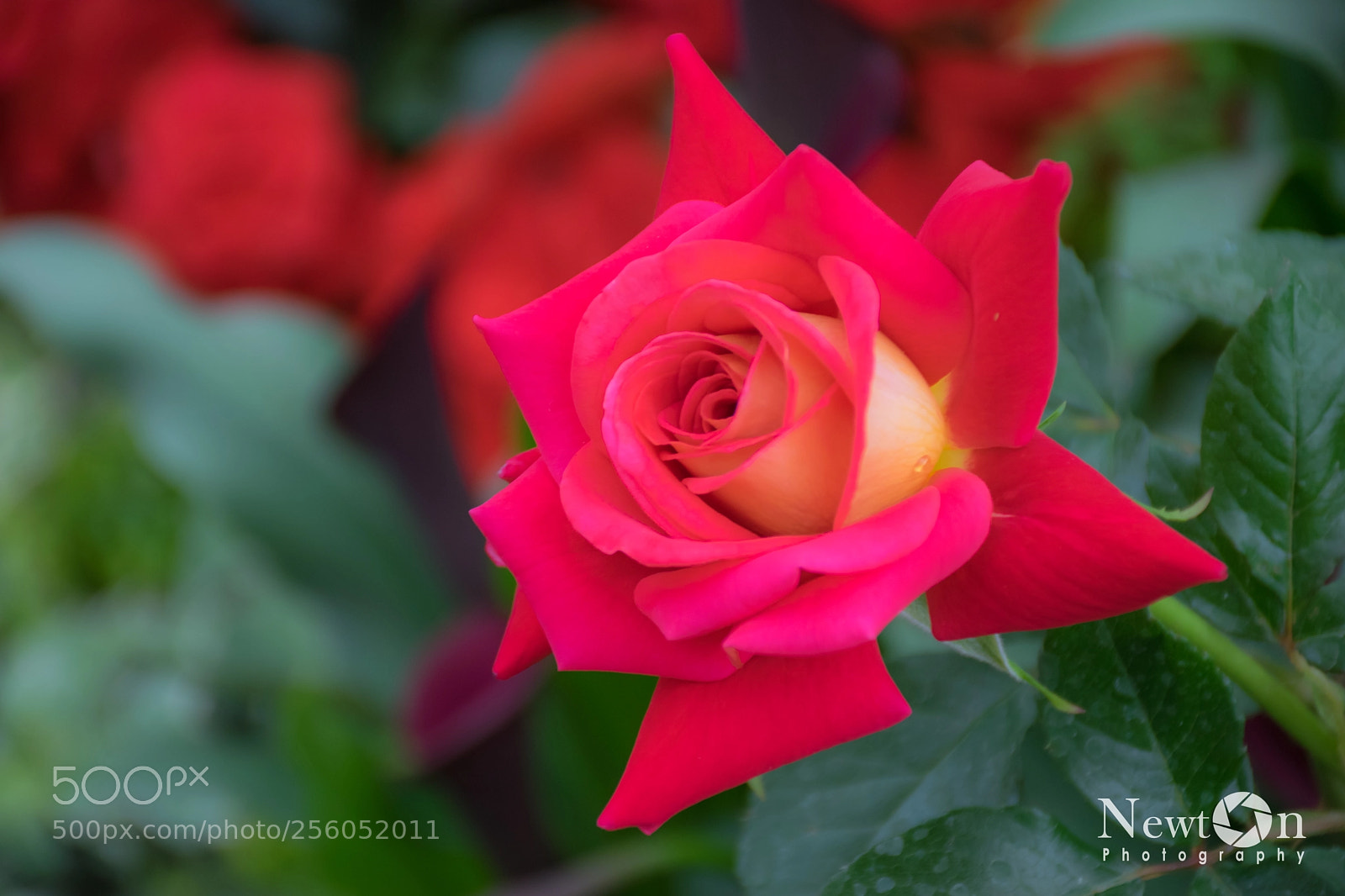 Nikon D5300 sample photo. Rosa photography
